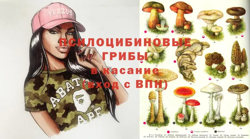 omg как войти  Сорск  Галлюциногенные грибы MAGIC MUSHROOMS 